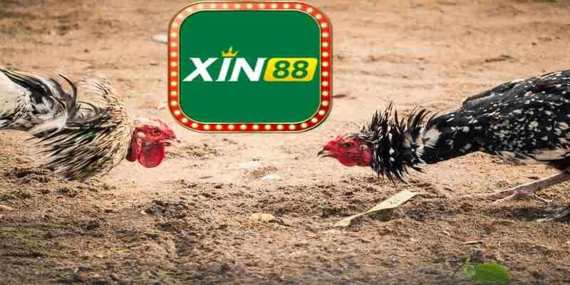 Đa dạng sảnh đá gà số một hợp tác với nhà cái Xin88