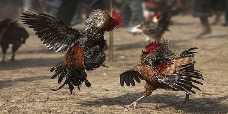 Thông tin về đá gà Thomo